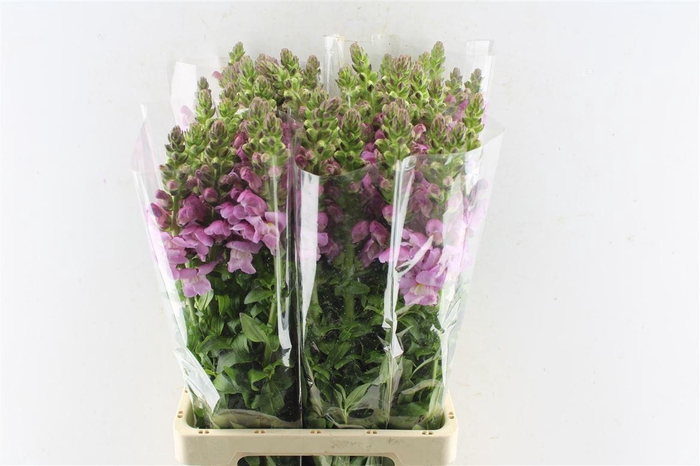 <h4>Antirrhinum Maryland Lavender</h4>
