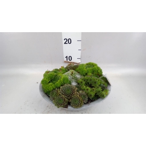 Sempervivum   ...