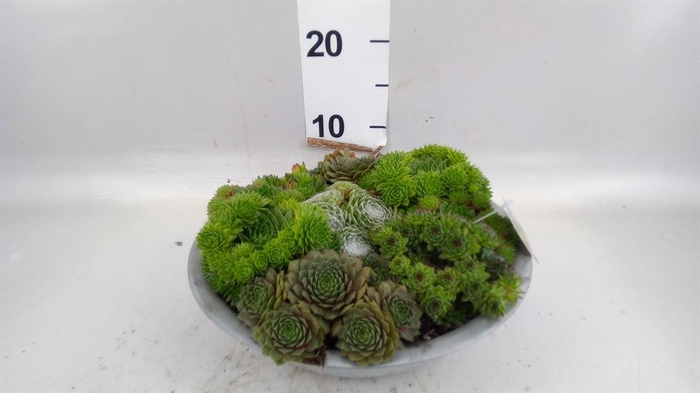 <h4>Sempervivum   ...</h4>