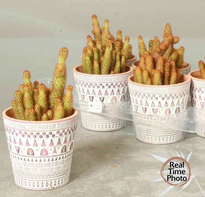 <h4>CACTUS GEM</h4>