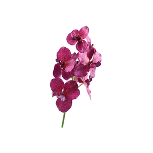 Vanda Orchid Pink Dark FL430225DPK
