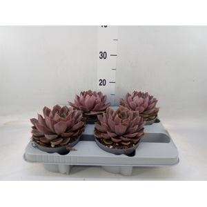 Echeveria   ...