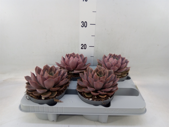 <h4>Echeveria   ...</h4>