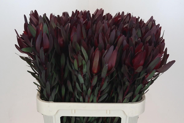 <h4>LEUCAD SAF SUNSET</h4>