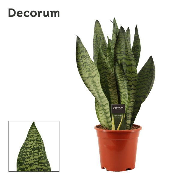 <h4>Sansevieria Super Green 17 cm (Decorum)</h4>