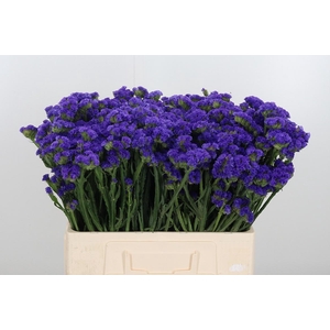 Limonium Crystal Dark Blue