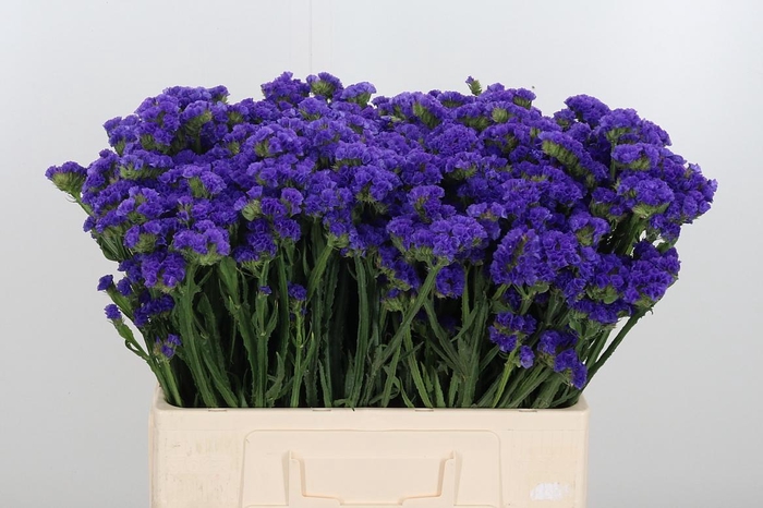 <h4>Limonium Crystal Dark Blue</h4>