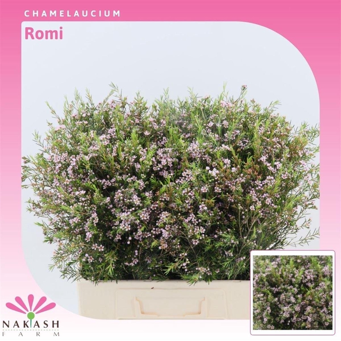 <h4>Chamelaucium Romi</h4>