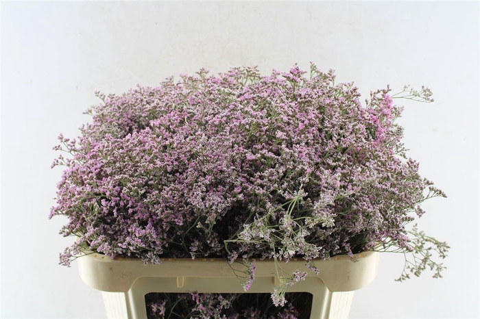 <h4>Lim Saf Oshi Pink</h4>