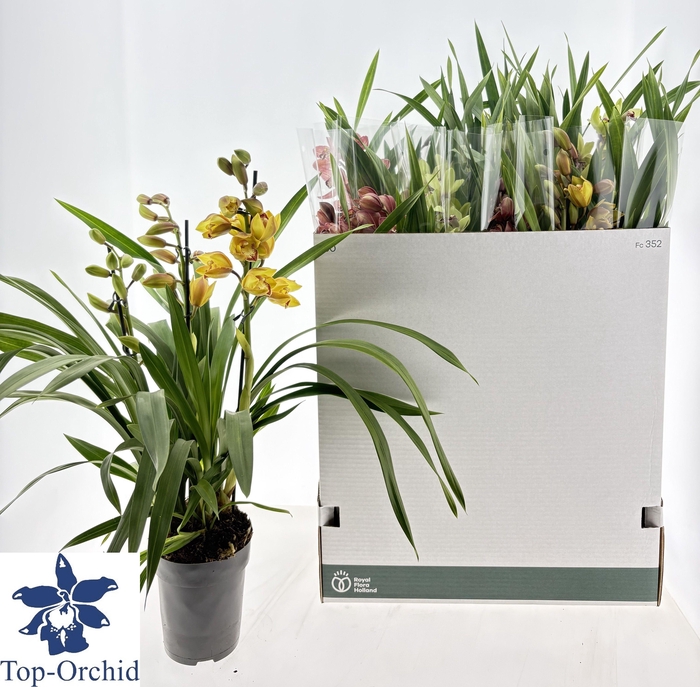 <h4>CYMB GEMENGD</h4>