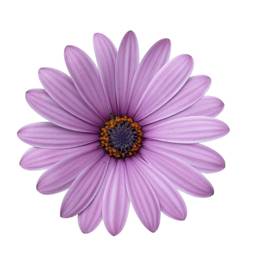 OSTEOSPERMUM ECKLONIS P11 CAPE DAISY ANTIQUE ROSE