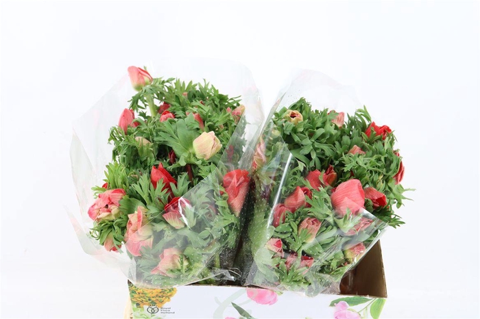 <h4>Anem Marianne Red</h4>