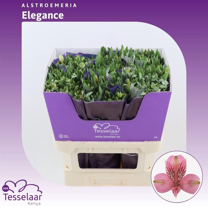 <h4>Alstroemeria Elegance | Heavy Quality</h4>