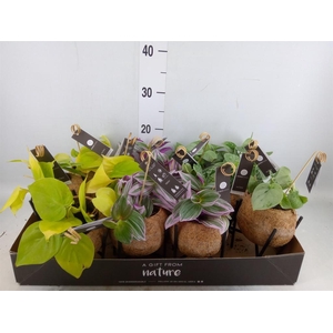 Planten Groen   ...mix  3