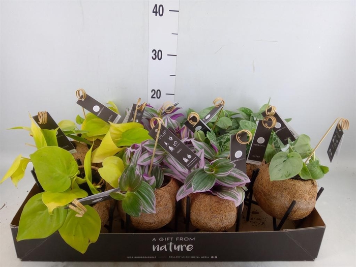 <h4>Planten Groen   ...mix  3</h4>