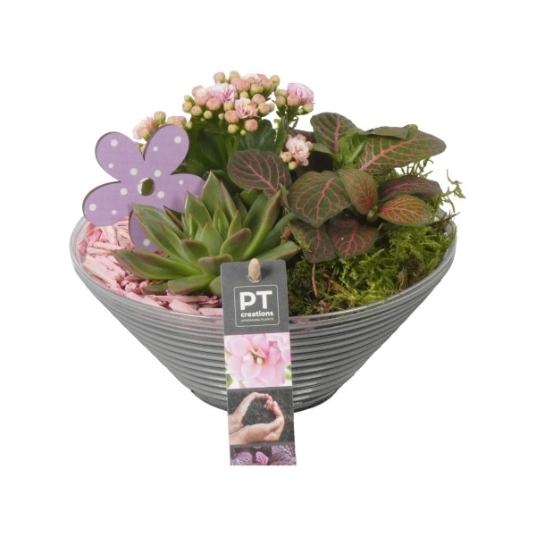 <h4>PTIG6806 Arrangement Indoor in glas schaal</h4>