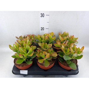 Crassula ovata 'Sunset'