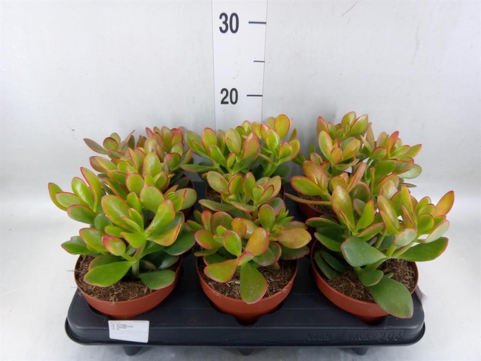 <h4>Crassula ovata 'Sunset'</h4>