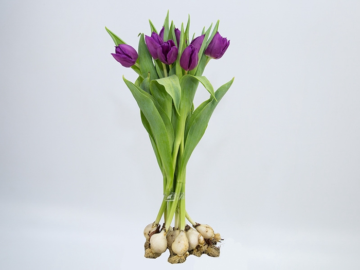 TULIPA ROXO COM BULBOS