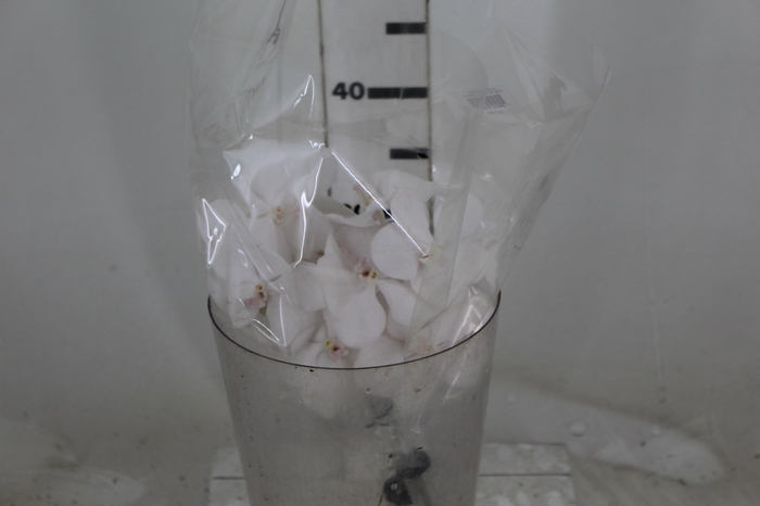 <h4>FLOR DE VANDA BRANCO</h4>