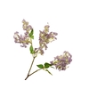Syringa Lilac