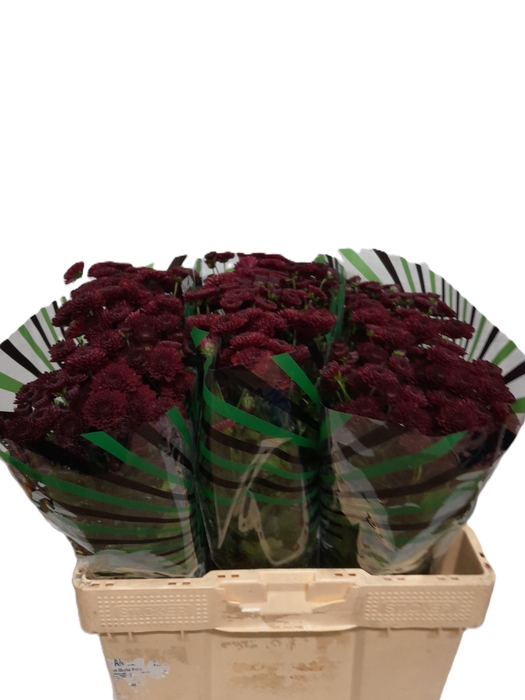 <h4>CHR S JINDA RED</h4>