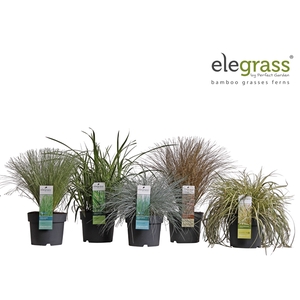 Grassen mix laag tray P19 - Elegrass Hardy and Evergreen