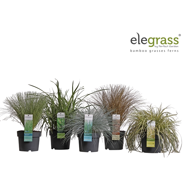 <h4>Grassen mix laag tray P19 - Elegrass Hardy and Evergreen</h4>