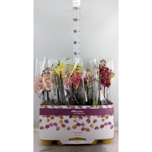 Phalaenopsis   ...mix
