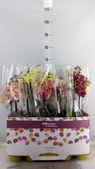 <h4>Phalaenopsis   ...mix</h4>