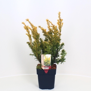 Taxus Semperaurea