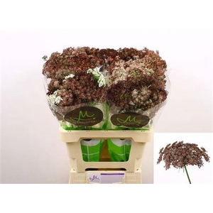 Daucus Carota Dara
