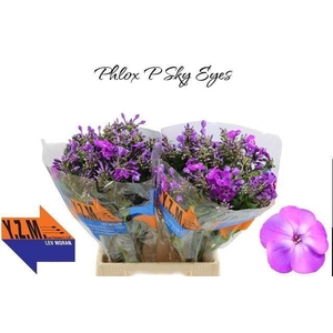 PHLOX SKY EYES