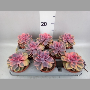 Echeveria   ...