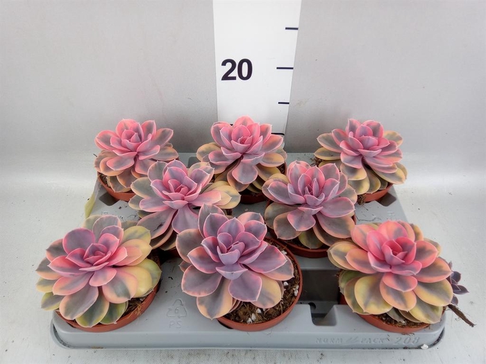 <h4>Echeveria   ...</h4>