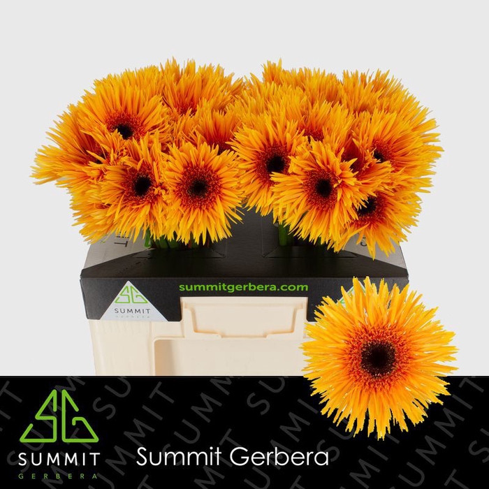 <h4>Gerbera Spider Claudemir Water</h4>