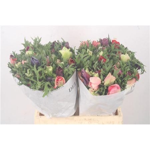 Anemone Mistral Mixed In Bunch