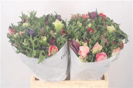 <h4>Anemone Mistral Mixed In Bunch</h4>