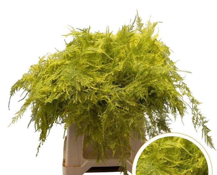 <h4>Asparagus 1e Veren Geel</h4>