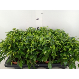 Ficus benja. 'Green Kinky'