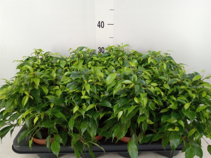 <h4>Ficus benja. 'Green Kinky'</h4>