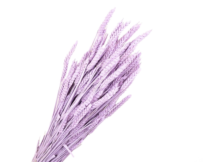 <h4>Tarwe Lilac Wash</h4>