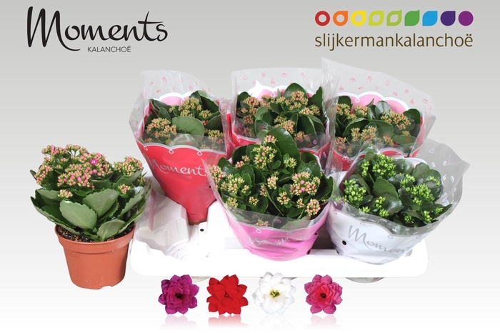 <h4>KAL GE GEM 4 KL</h4>