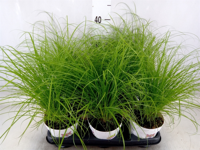 <h4>Cyperus alternifolius 'Zumula'</h4>