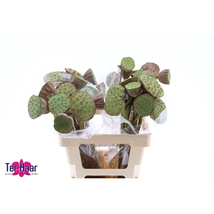 NELUMBO NUCIFERA