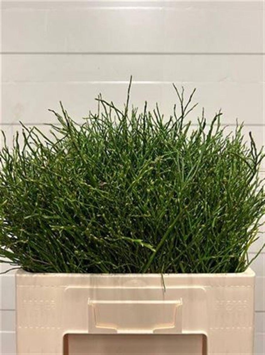 <h4>Vaccinium Myrtillus</h4>