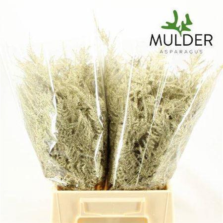 <h4>Asp Ov Klb H%</h4>