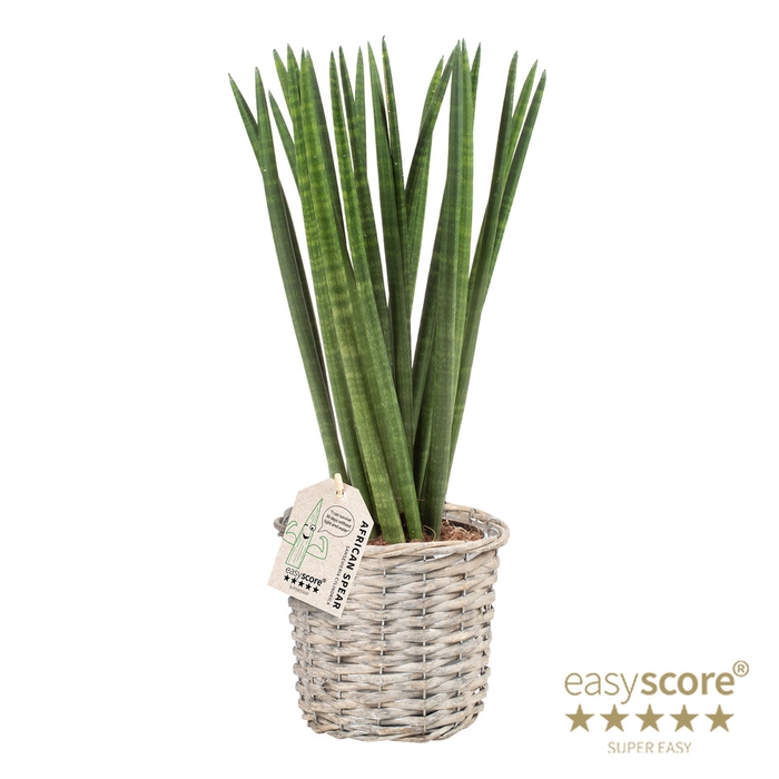 SANSEVIERIA CYLINDRICA