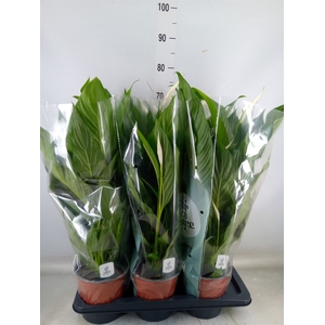 Spathiphyllum  'Bingo Cupido'