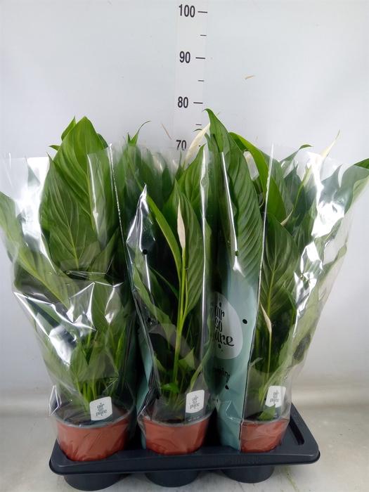 <h4>Spathiphyllum  'Bingo Cupido'</h4>